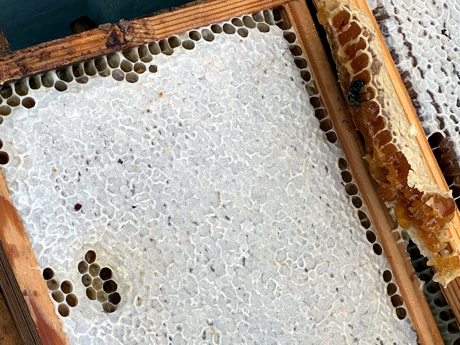 Verdeckelte Honigwabe im Rähmchen